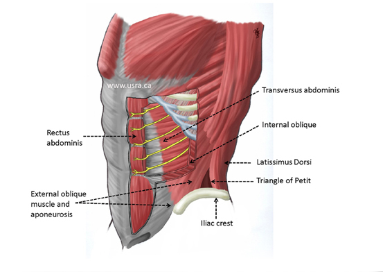 Anatomy of the transversus abdominis plane (TAP). (A) Diagram shows